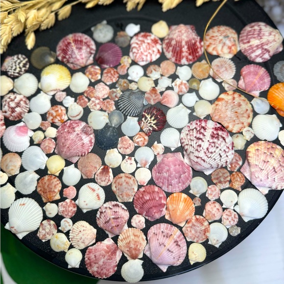 50 Colorful FLORIDA CALICO SCALLOPS SHELLS CRAFTING DIY COLLECTING MIXED LOT - Picture 3 of 17